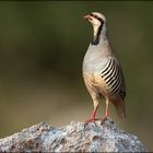 Chukarhuhn  (Alectoris chukar)