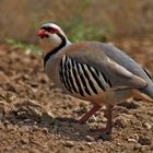 Chukarhuhn ( Alectoris chukar )