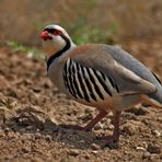 Chukarhuhn ( Alectoris chukar )