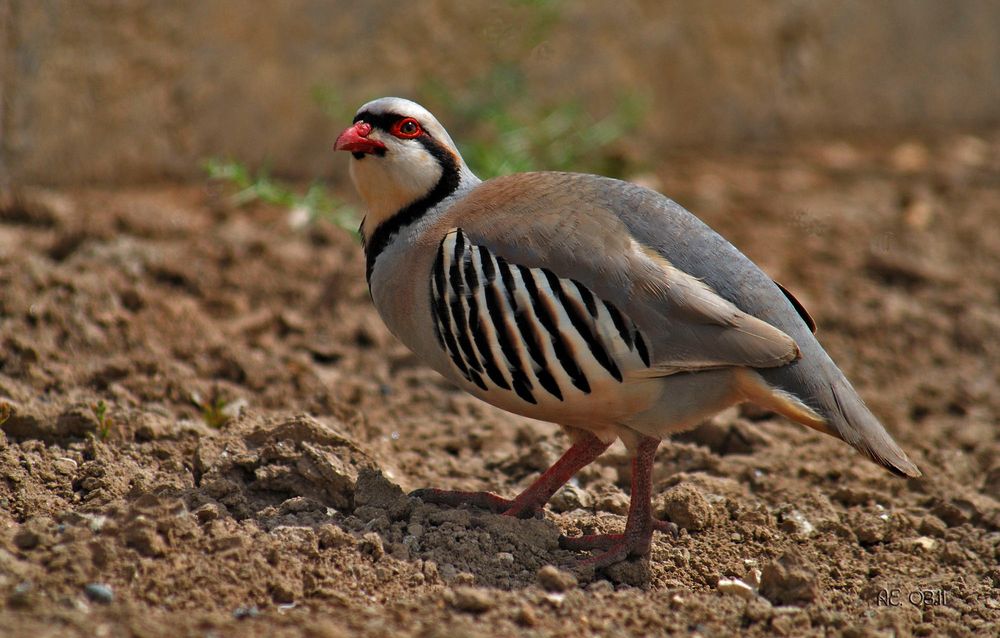 Chukarhuhn ( Alectoris chukar )