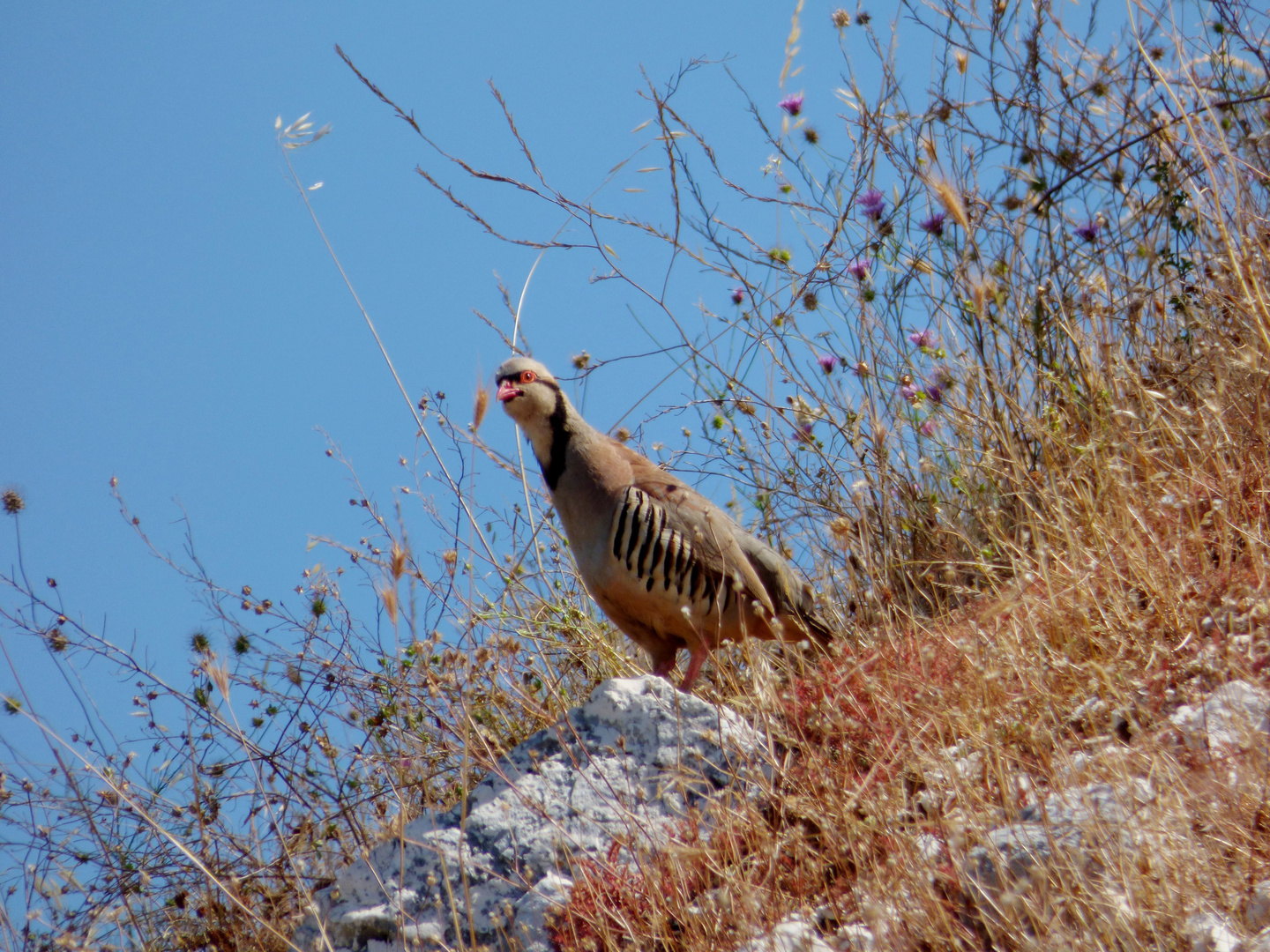 Chukarhuhn (Alectoris chukar)