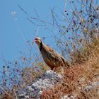 Chukarhuhn (Alectoris chukar)