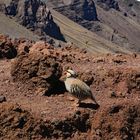 Chukarhuhn auf Maui