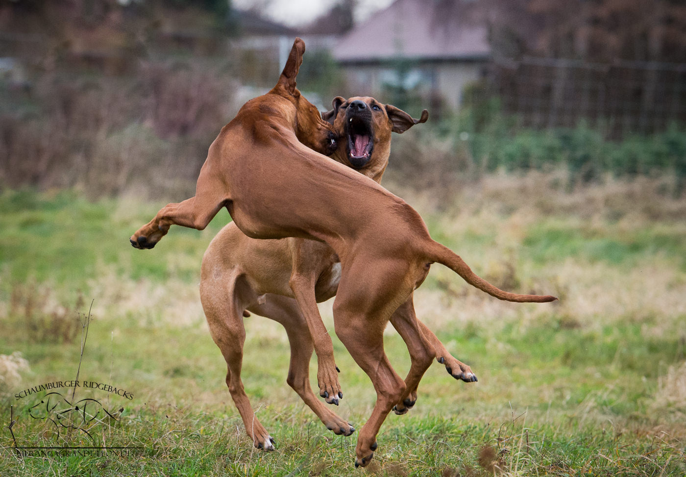 Chukua und Gitonga.