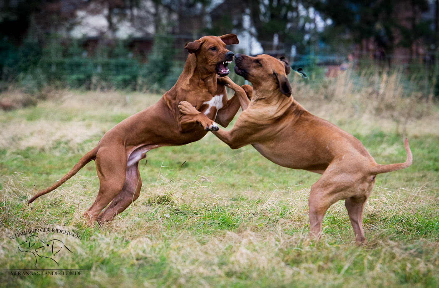 Chukua und Gitonga