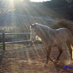 " CHULO " Caballo de Pura Raza Española