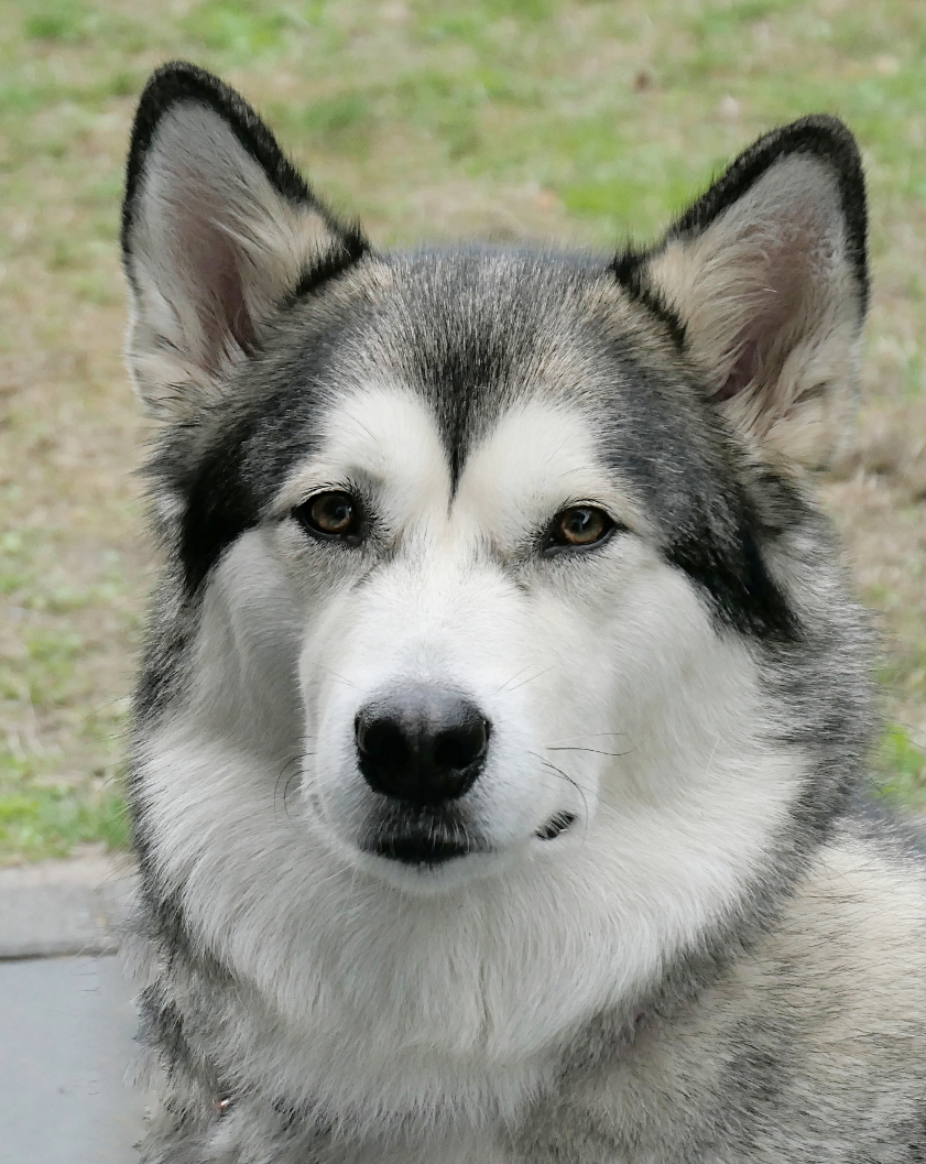 chumani portrait