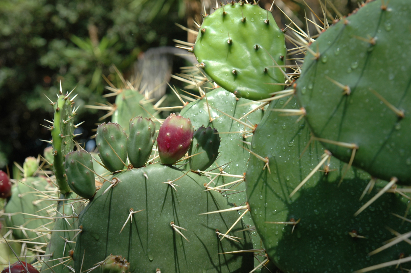 Chumbera, en Canarias.