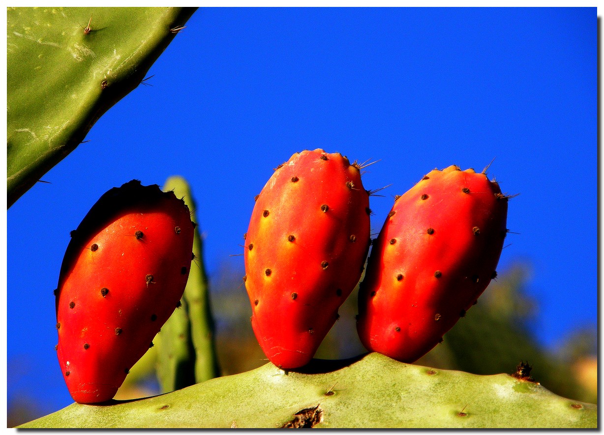 Chumbos de Granada.