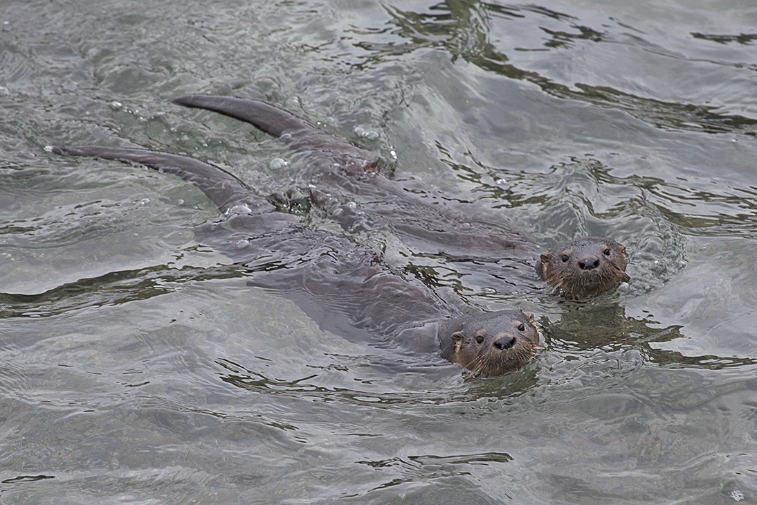 Chungungo (nutria de mar)