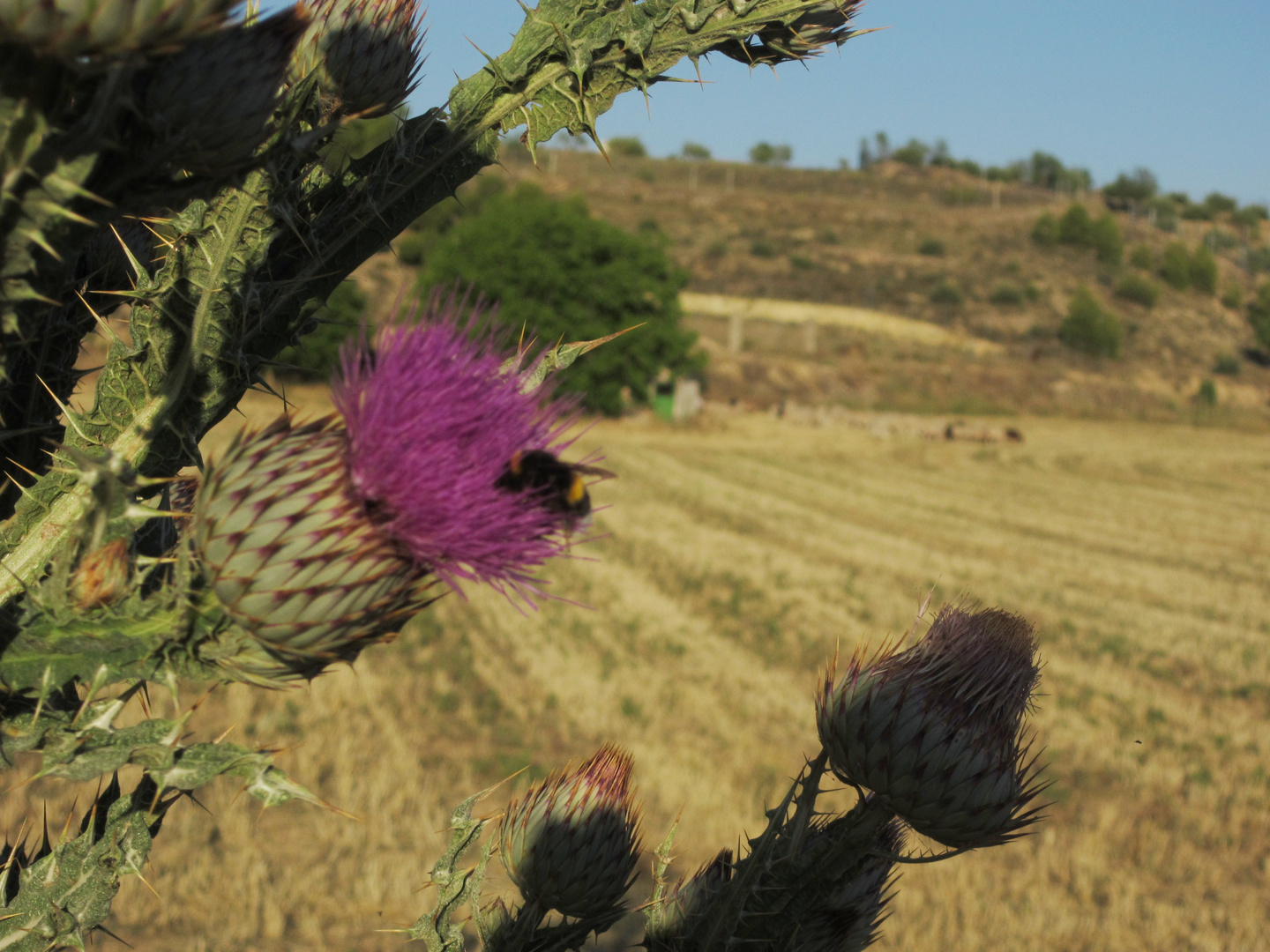 chupando de la flor