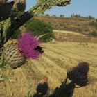 chupando de la flor