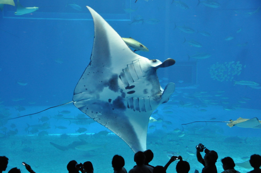 Churaumi-Aquarium auf Okinawa 2