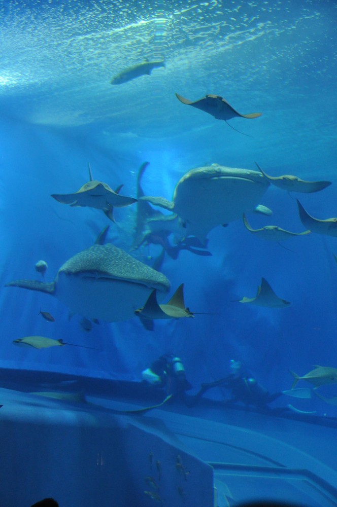 Churaumi-Aquarium auf Okinawa