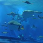 Churaumi-Aquarium auf Okinawa