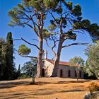 church and trees