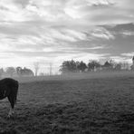 churchhorse