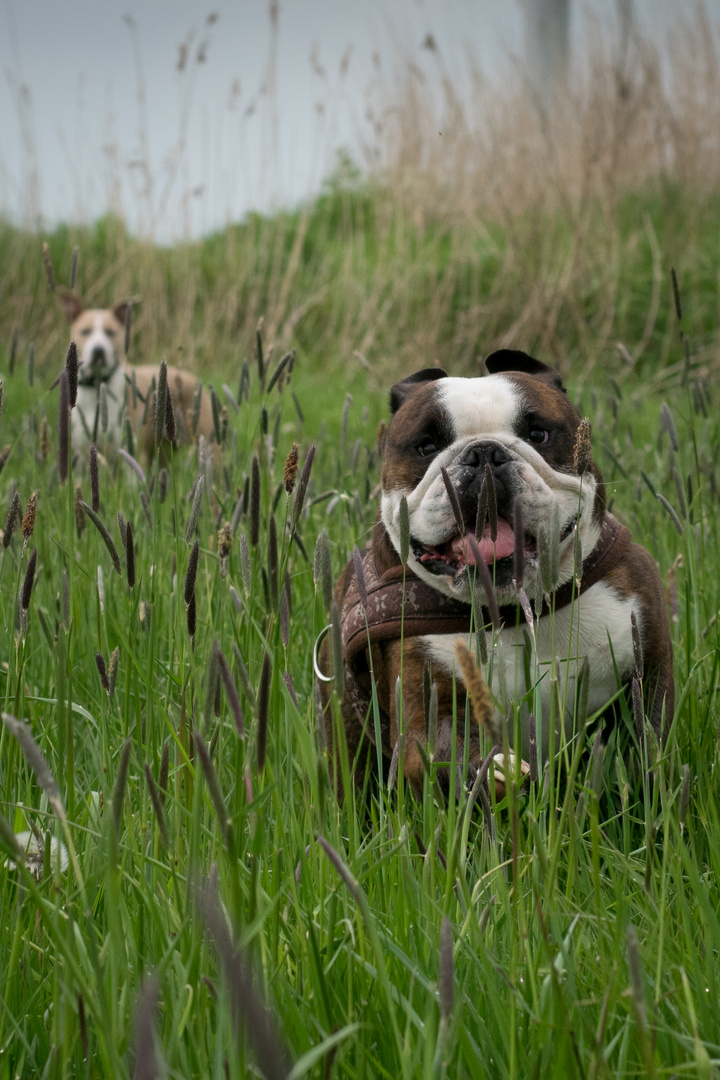 Churchill im hohen Gras