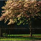 Churchyard in Spring