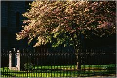 Churchyard in Spring