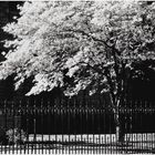 Churchyard in Spring