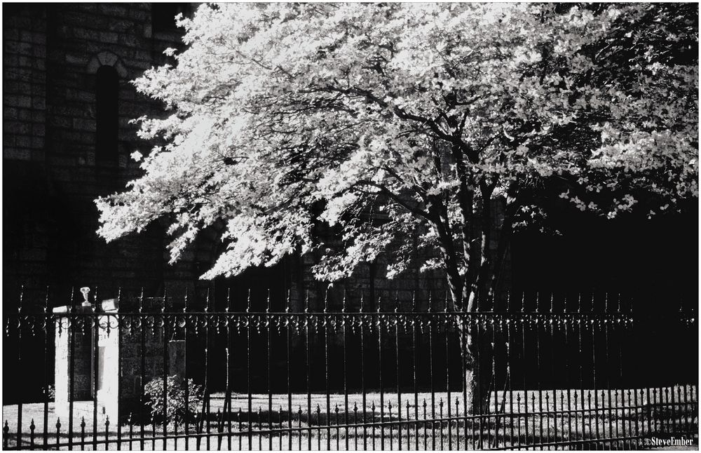 Churchyard in Spring