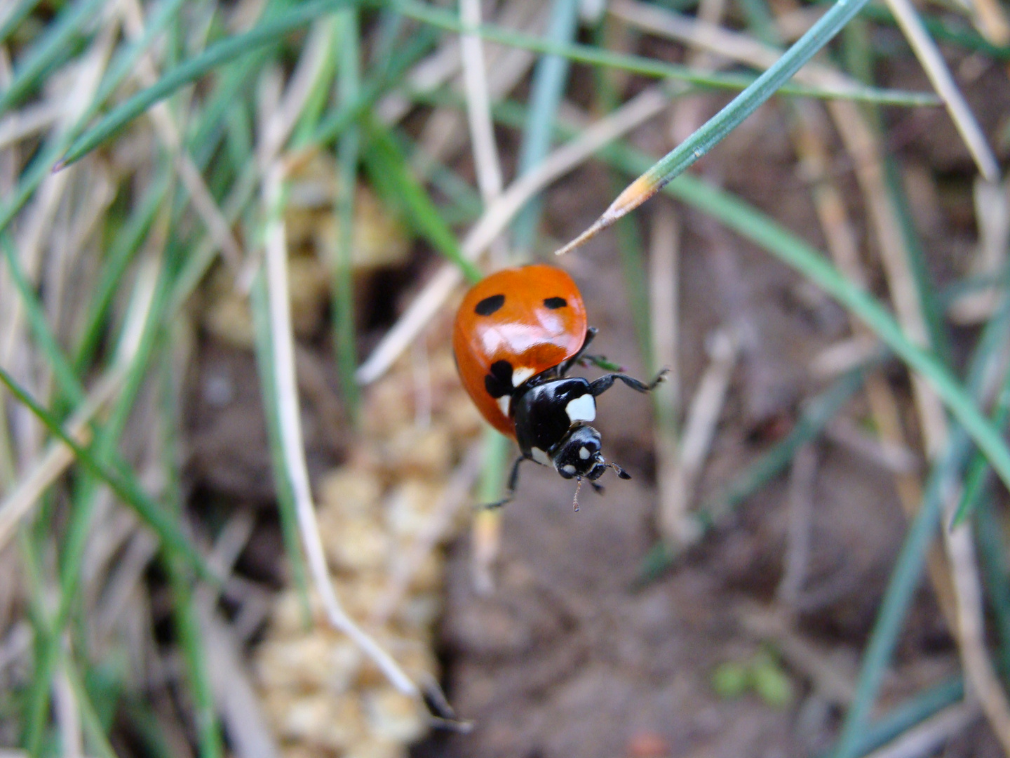 Chute d'une coccinelle