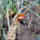 Chute d'une coccinelle