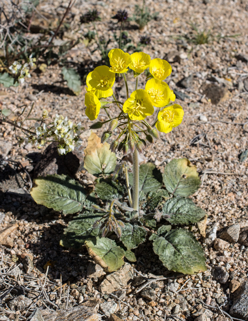 Chylismia brevipes