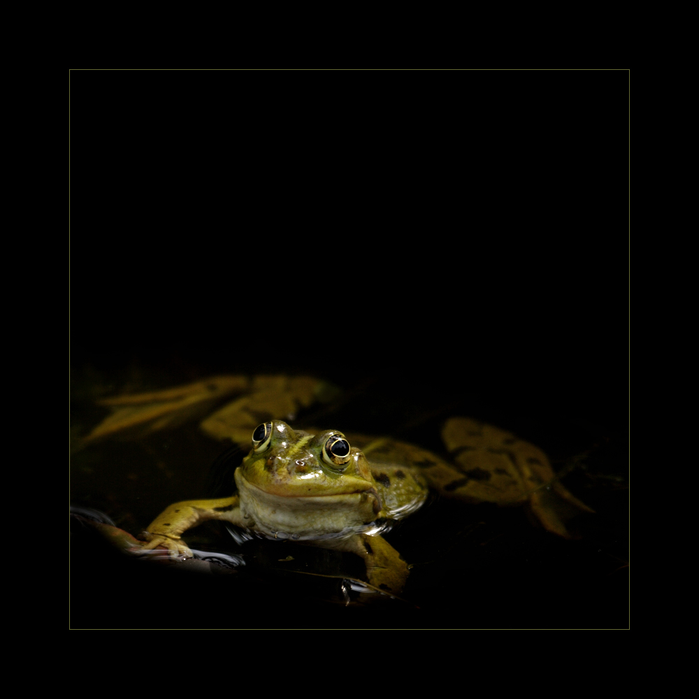 ciao ! Foto & Bild animali, rettili e anfibi, animals Bilder auf