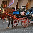 Ciao "botticelle" - Aus für Roms Pferdekutschen naht
