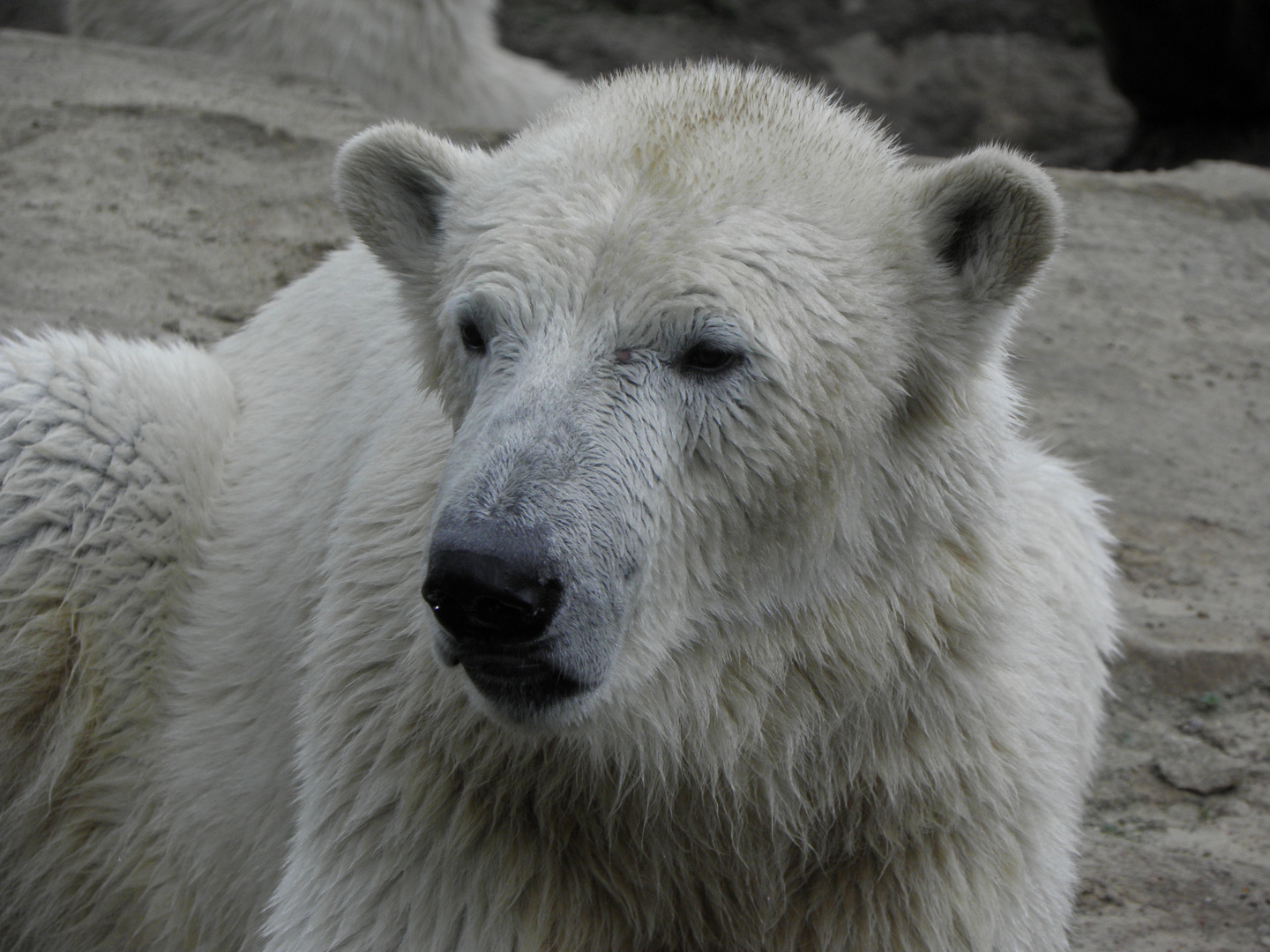 Ciao Knut