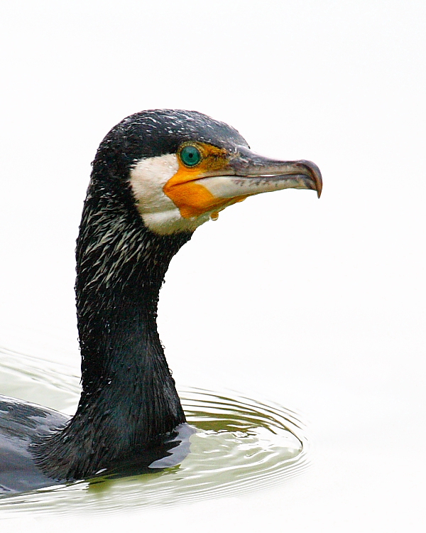 Ciao..mi chiamo Cormorano