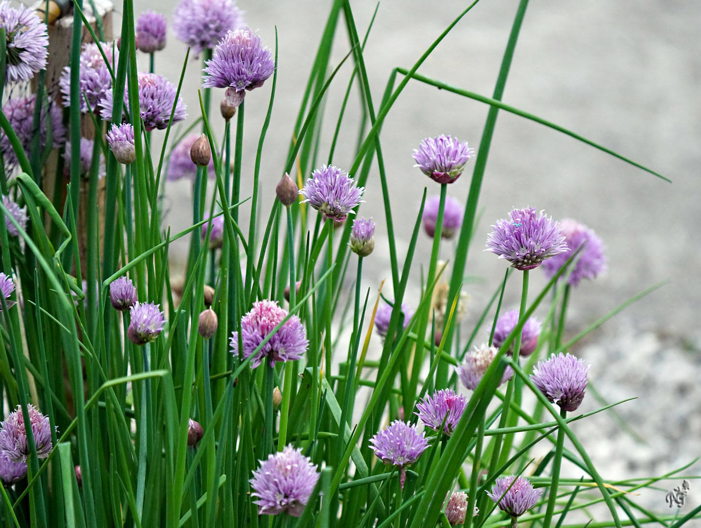 Ciboulette en fleurs au jardin