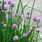 Ciboulette en fleurs au jardin