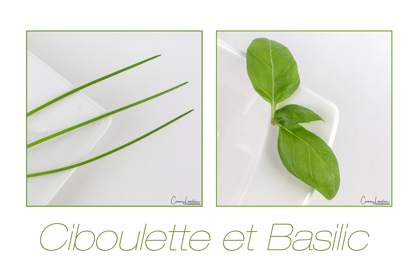 Ciboulette et Basilic