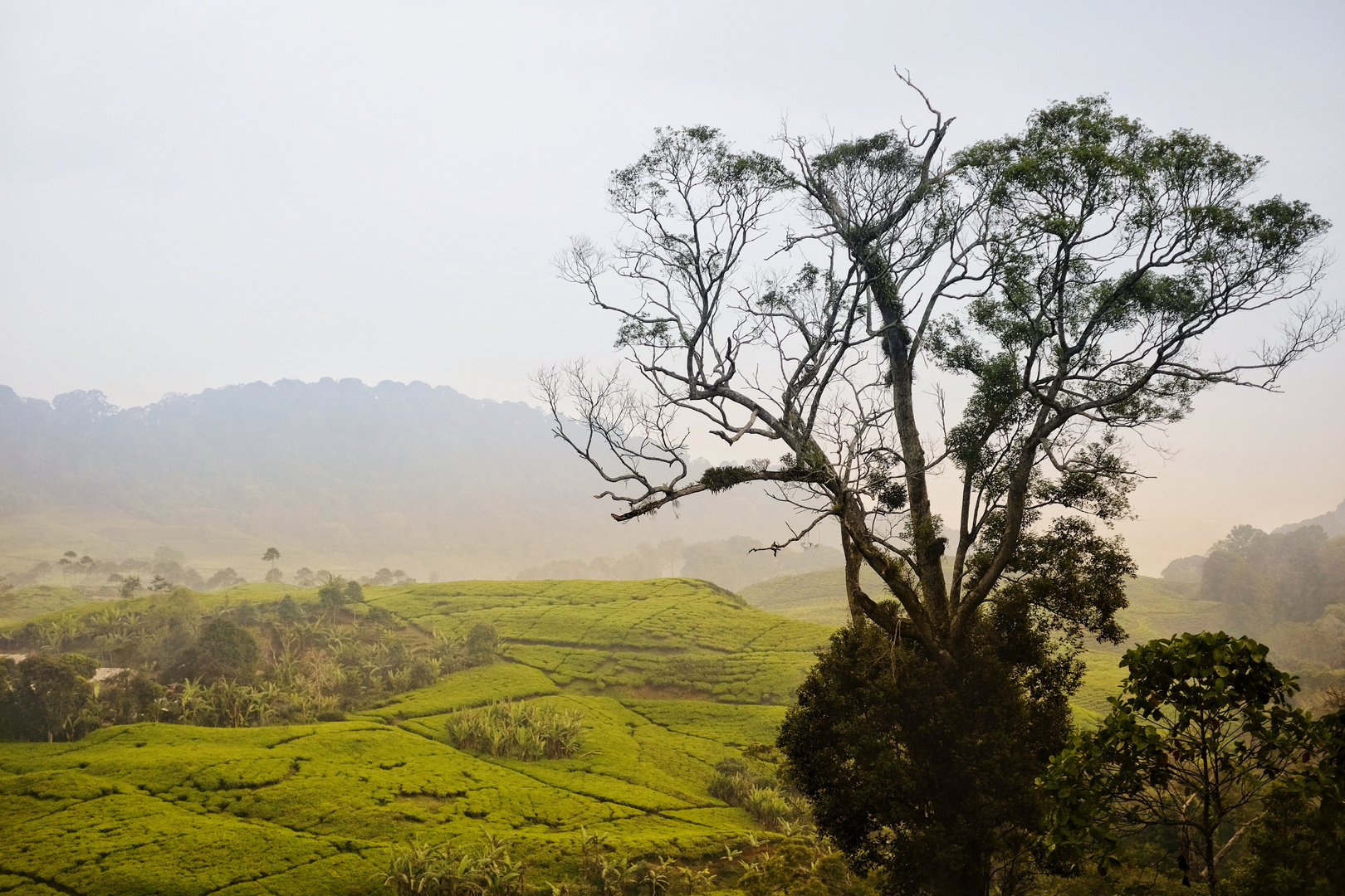 Cibulao Hamlet, Puncak Bogor