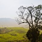 Cibulao Hamlet, Puncak Bogor