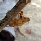 Cicada