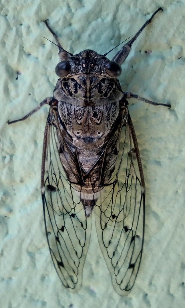 Cicada 