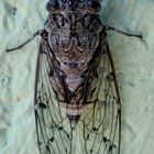 Cicada 