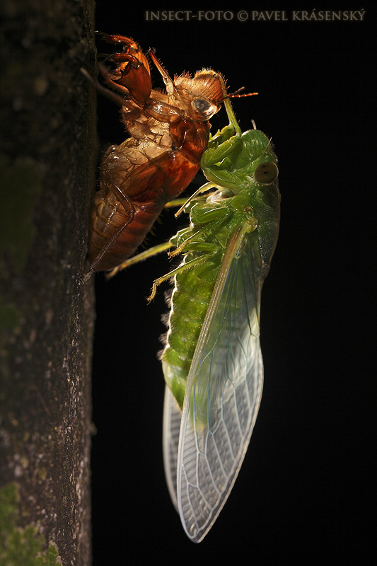 Cicada at night