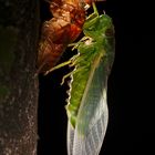 Cicada at night