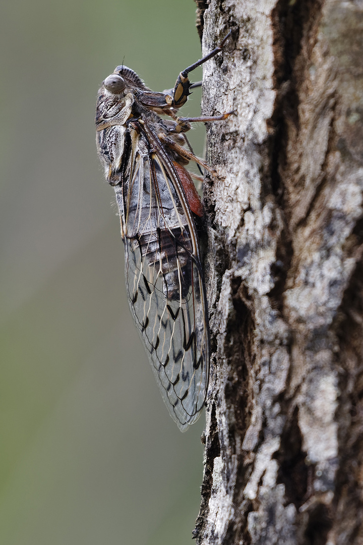 Cicada (Cicadidae)