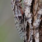 Cicada (Cicadidae)