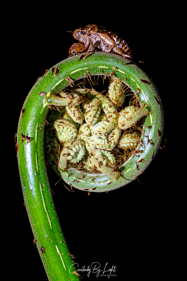 Cicada