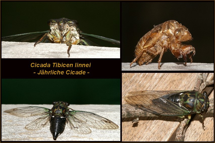 Cicada