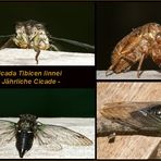 Cicada