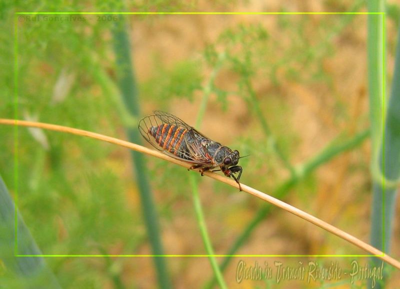 Cicada in Trancão Riverside - Portugal