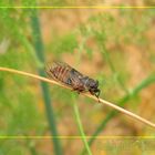 Cicada in Trancão Riverside - Portugal